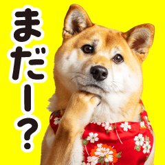 mother shiba  [Family contact]