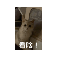 嘟嘟的表情包之動態版