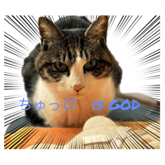 nyans gather