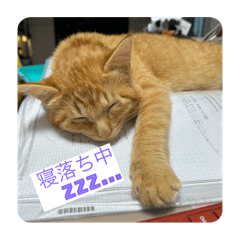 nyan_nyan's