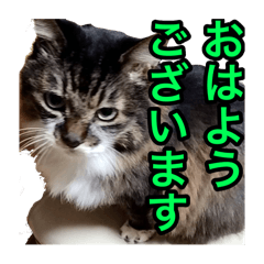 same_20250303022730