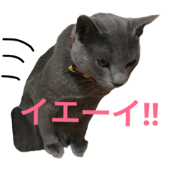 ロシアンブルースタンプj3 Line スタンプ Line Store ロシアンブルースタンプj3 Line スタンプ Line Store