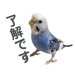 chikuwa_20250302191750