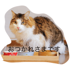 maki_20250302193517