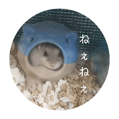 MOCHI_20250302194007