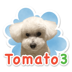 Toy Poodle Tomato Sticker 3