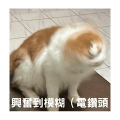 可樂小貓貼圖～～