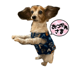 SHIRO_20250303133113