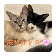 piyo_20250303012218
