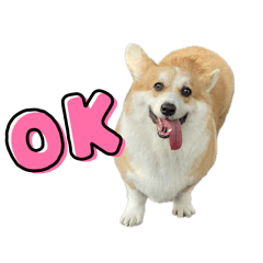 Choya Corgi