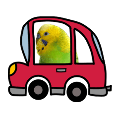 Animation of everyday use of a budgie