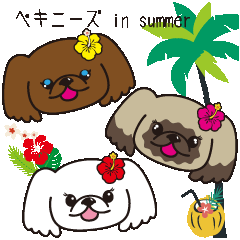 Pekingese Summer