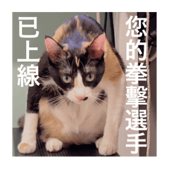 努來努奇怪