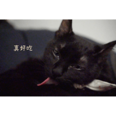 Black cat MiYa-1