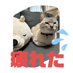 sho_20250303190157