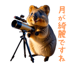 Happy Animal_Quokka Wallaby32