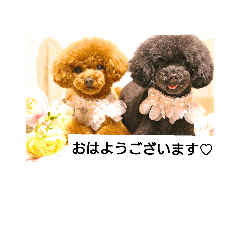 トイプードルのねねとむむ Line スタンプ Line Store