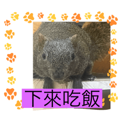 可愛松寶毛小孩