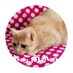 mame_20250303220742