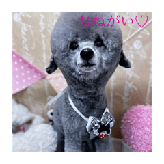 melon_20250303153619