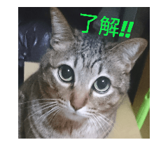 tora everyday