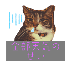 Cat sisters daily life