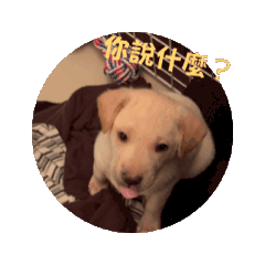 Kui的日常