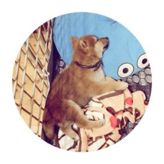 Maru Shiba Dog