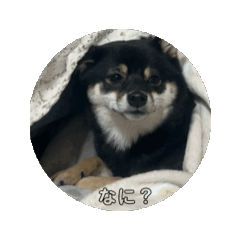 ann_20250304071232