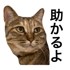ReiNako2