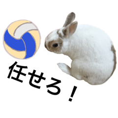 Cute rabbit Conito-san 10