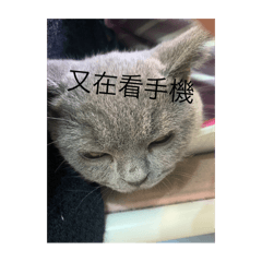 囡囡奇異貼圖2