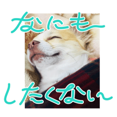 J_20250303214033