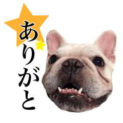 cute french bulldog's sticker