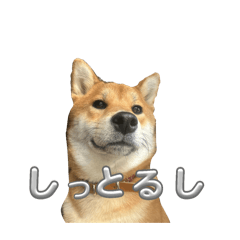 mako_20250304104818