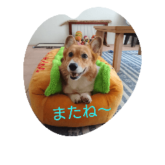 3CORGI