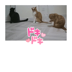 Saori_20250304123629