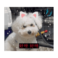 林崽崽1