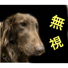 Ken_20250303202803