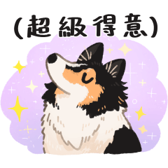 Rough Collie Dino