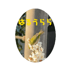 Hahoini_20250304103346