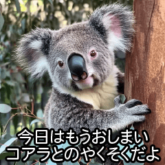 koala meme