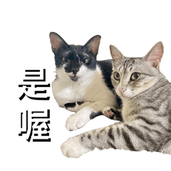 伊莎貝拉喵2