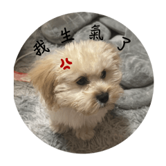 可卡布
