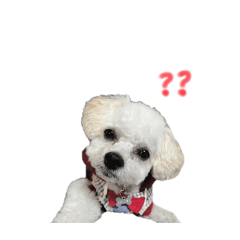 Moo_20250304144408
