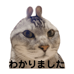 tori_20250304185504