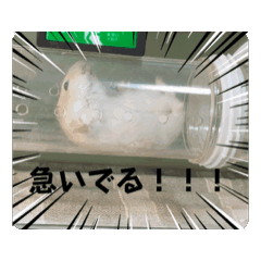 maki_20250304204638