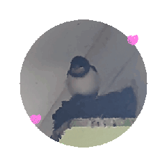 kazue_20250304231133