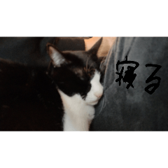 Taro_20250304184804