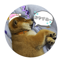 inu_daisuki